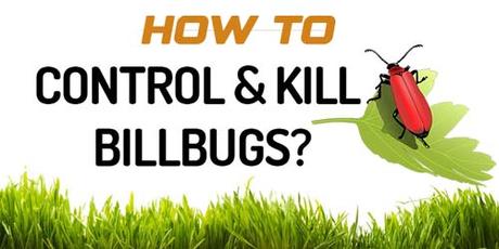 How to Control & Kill Billbugs?