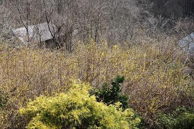 Forsythia Brightens Our World