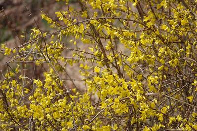 Forsythia Brightens Our World