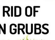 Lawn Grubs? Most Effective Techniques