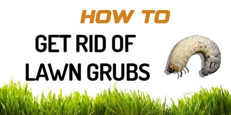 How to Get Rid of Lawn Grubs? Most Effective Techniques