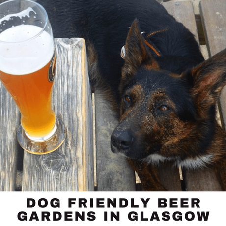 dog friendly beer gardens in Glasgow