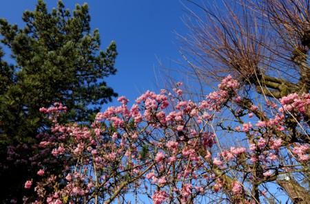 Spring Morning Light