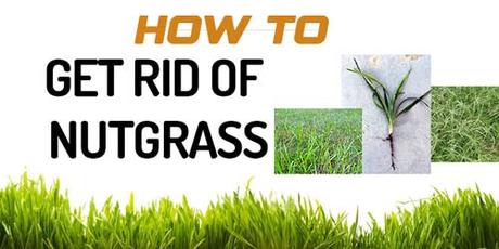 How to Get Rid of Nutgrass? Nutsedges Solution