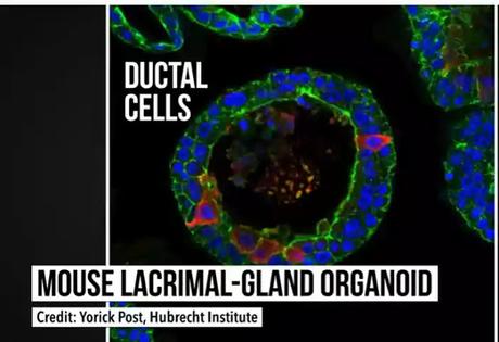 Ductal Cells