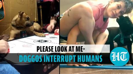All eyes on me! Adorable doggos refuse to leave humans alone