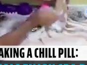 Care Relaxing Time? These Animals Will Show