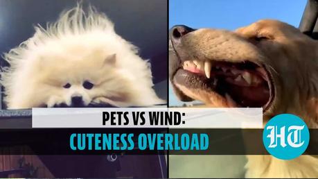 Pets vs Wind: Adorable video is too cute to handle