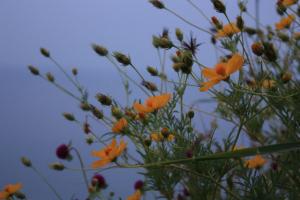 POEM: Clifftop Flowers