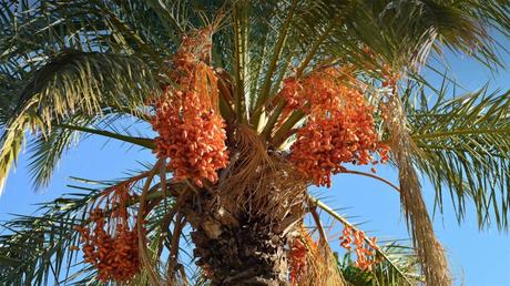 DATE PALM