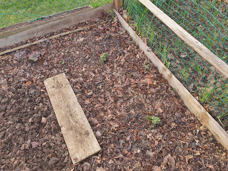 Day 56 - It is time to celebrate - Spring Day 56 - It is time to celebrate - Spring