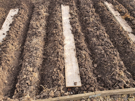 Day 56 - It is time to celebrate - Spring Day 56 - It is time to celebrate - Spring