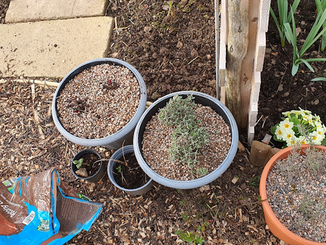 Day 56 - It is time to celebrate - Spring Day 56 - It is time to celebrate - Spring