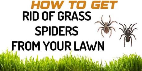 How to Get Rid of Grass Spiders from your Lawn