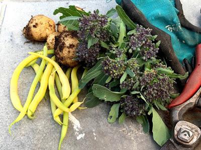 The Veg Diaries March 2020 - it begins....