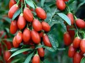 Goji Berry