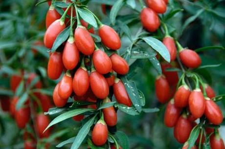 GOJI BERRY GOJI BERRY