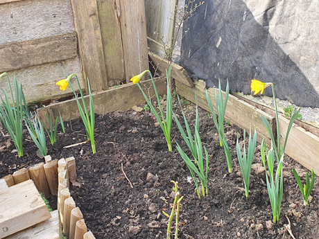 Day 57 - Allotmenteering is much like playing golf.