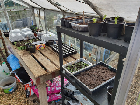 Day 57 - Allotmenteering is much like playing golf.