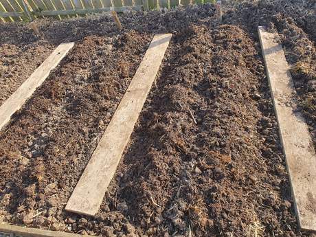 Day 57 - Allotmenteering is much like playing golf.