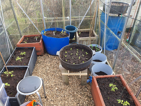 Day 57 - Allotmenteering is much like playing golf.