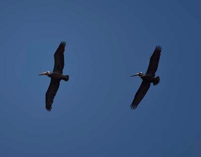 BIRDS, BEACH AND SUN: A Spring Weekend in La Jolla, CA, by Caroline Arnold at The Intrepid Tourist