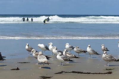 BIRDS, BEACH AND SUN: A Spring Weekend in La Jolla, CA, by Caroline Arnold at The Intrepid Tourist