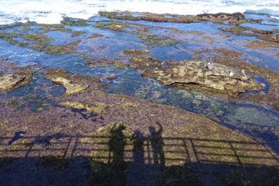 BIRDS, BEACH AND SUN: A Spring Weekend in La Jolla, CA, by Caroline Arnold at The Intrepid Tourist