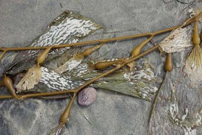 BIRDS, BEACH AND SUN: A Spring Weekend in La Jolla, CA, by Caroline Arnold at The Intrepid Tourist