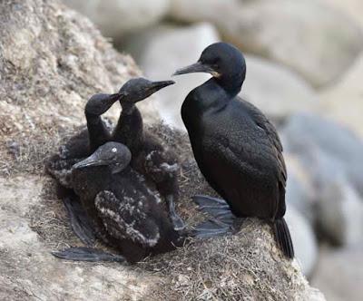 BIRDS, BEACH AND SUN: A Spring Weekend in La Jolla, CA, by Caroline Arnold at The Intrepid Tourist