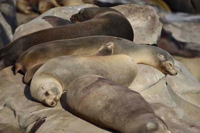 BIRDS, BEACH AND SUN: A Spring Weekend in La Jolla, CA, by Caroline Arnold at The Intrepid Tourist