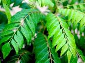 Benefits Tejapatta, Mint Curry Leaves Different Diseases