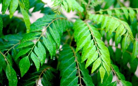 BENEFITS OF TEJAPATTA, MINT AND CURRY LEAVES IN DIFFERENT DISEASES