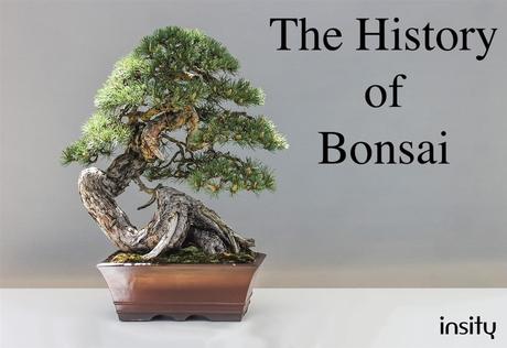 the History of Bonsai