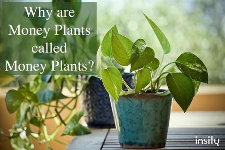 Why are Money Plants called Money Plants?