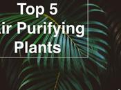 Purifying Plants