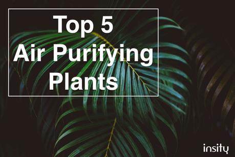 Top 5 Air Purifying Plants