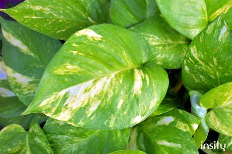 Golden Pothos