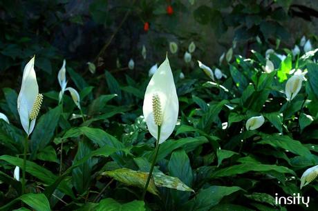 Peace Lily