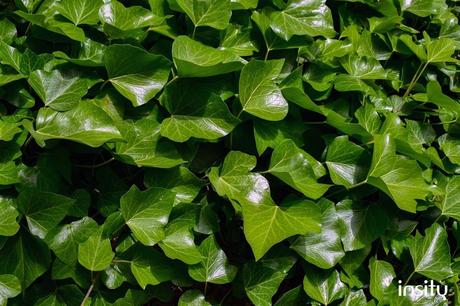 English Ivy