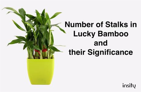 Number of Stalks in Lucky Bamboo and their Significance