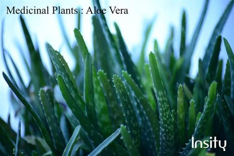 Aloe Vera : Medicinal Plants for Home Garden