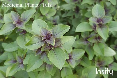 Tulsi : Medicinal Plants for Home Garden