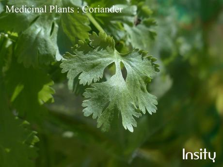 Coriander : Medicinal Plants for Home Garden