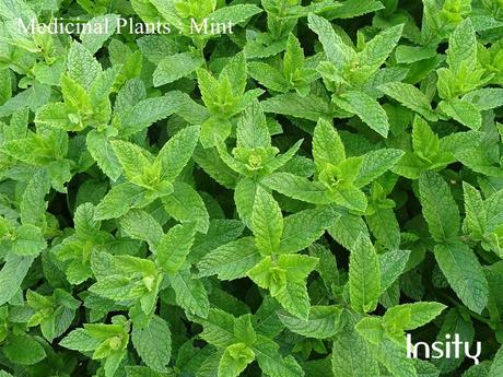 Mint : Medicinal Plants for Home Garden