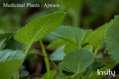 Ajwain : Medicinal Plants for Home Garden