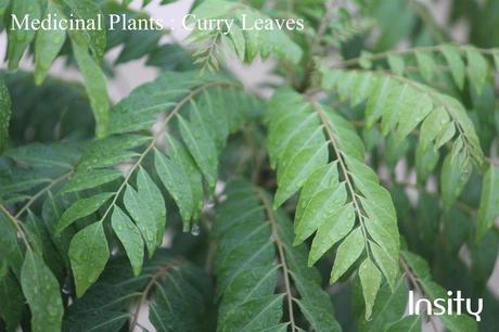 Curry Leaves : Medicinal Plants for Home Garden