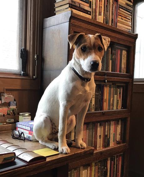 Guest Author – Claire Fuller on Dogs in Books