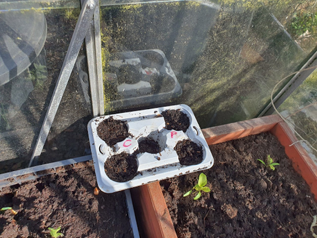 Day 58 - Windy Allotment, little wind in our sails.