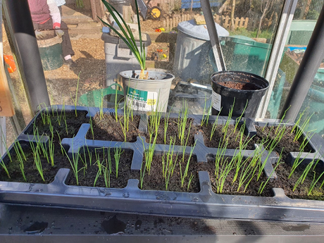 Day 58 - Windy Allotment, little wind in our sails.